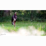 20200716 Schwarzstorch 1 DSC04125.jpg